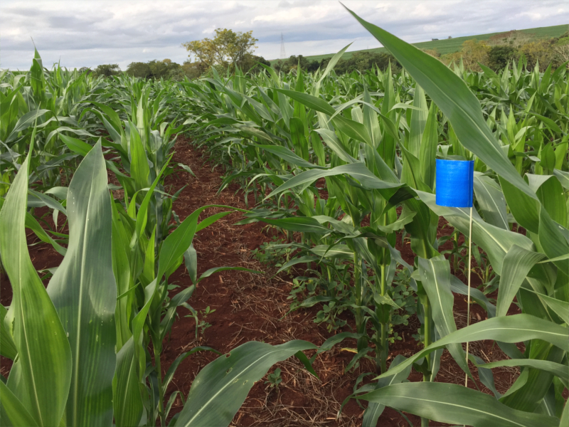 Pesquisa agrícola - Farmers